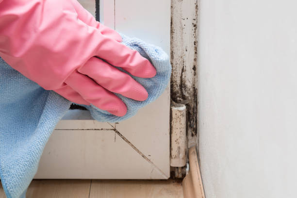 Trusted Pacific Grove, CA Mold Remediation Experts